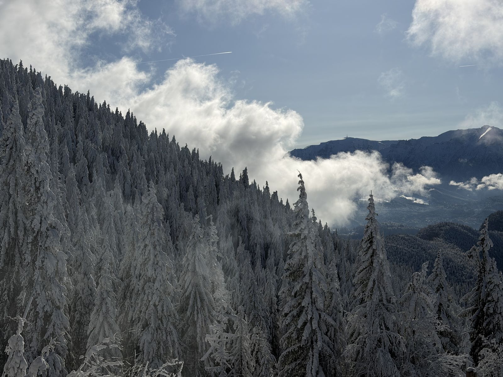 Snow-covered pine forest with clouds over the mountains